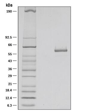 1 μg/lane of Recombinant Mouse IL-27 was resolved with SDS-PAGE under reducing (R) conditions and visualized by silver staining, showing a single band at 61 kDa.