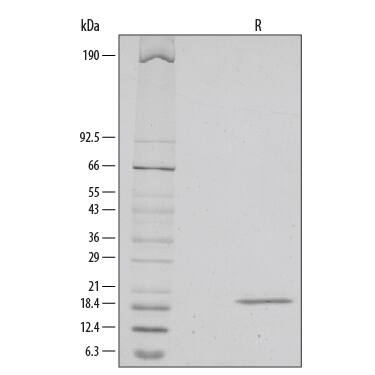 SDS-Page IL-33 [Unconjugated]