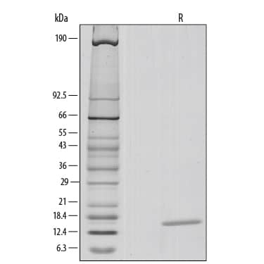 1 μg/lane of Recombinant Human IL-3 was resolved with SDS-PAGE under reducing (R) conditions and visualized by silver staining, showing a single band at 14 kDa.