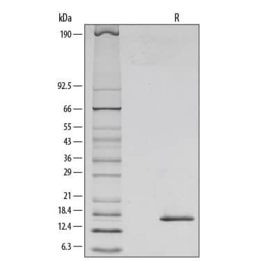 1 μg/lane of Recombinant Mouse IL-7 was resolved with SDS-PAGE under reducing (R) conditions and visualized by silver staining, showing a single band at 17 kDa.