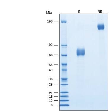 2 μg/lane of Recombinant Cynomolgus Monkey IL-10 R alpha Fc Chimera was resolved with SDS-PAGE under reducing (R) and non-reducing (NR) conditions and visualized by Coomassie® blue staining, showing bands at 70-80 kDa and 140-160 kDa, respectively.