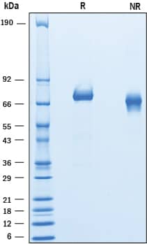 2 μg/lane of Recombinant Human IL‑12 was resolved with SDS-PAGE under reducing (R) and non-reducing (NR) conditions and visualized by Coomassie® Blue staining, showing bands at 63-75 kDa.