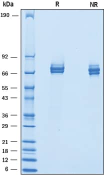 2 μg/lane of Recombinant Mouse IL‑12 was resolved with SDS-PAGE under reducing (R) and non-reducing (NR) conditions and visualized by Coomassie® Blue staining, showing bands at 62-82 kDa.