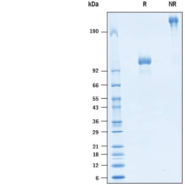 2 μg/lane of Biotinylated Recombinant Human IL-12 R beta 1 Fc Chimera Avi-tag (Catalog # AVI10382) was resolved with SDS-PAGE under reducing (R) and non-reducing (NR) conditions and visualized by Coomassie® Blue staining, showing bands at 95-115 kDa and 180-230 kDa, respectively.
