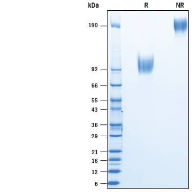 Binding Activity IL-13R alpha 1 [Biotin]