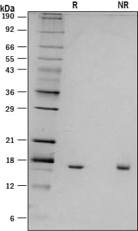 1 μg/lane of Recombinant Mouse IL-18 (Catalog # 9139-IL/CF) was resolved with SDS-PAGE under reducing (R) and non-reducing (NR) conditions and visualized by silver staining, showing a single band at 18 kDa.