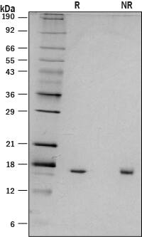 1 μg/lane of Recombinant Mouse IL-18 (Catalog # 9139-IL) was resolved with SDS-PAGE under reducing (R) and non-reducing (NR) conditions and visualized by silver staining, showing a single band at 18 kDa.