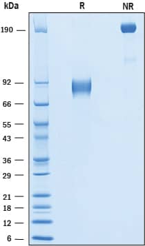 2 μg/lane of Recombinant Human IL1RAPL1 was resolved with SDS-PAGE under reducing (R) and non-reducing (NR) conditions and visualized by Coomassie® blue staining, showing bands at 81-92 kDa and 160-180 kDa, respectively.