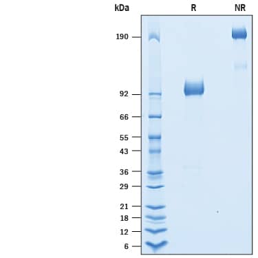 2 μg/lane of Recombinant Cynomolgus Monkey IL-23R Fc Chimera (Catalog # 10306-IR) was resolved with SDS-PAGE under reducing (R) and non-reducing (NR) conditions and visualized by Coomassie® Blue staining, showing bands at 91-102 kDa and 180-200 kDa, respectively.
