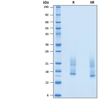 2 μg/lane of Recombinant Mouse IL-31 (Mammalian-expressed) Protein (Catalog # 10409-ML) was resolved with SDS-PAGE under reducing (R) and non-reducing (NR) conditions and visualized by Coomassie® Blue staining, showing bands at 16-25 kDa.