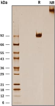 1 μg/lane of Recombinant Mouse IL‑31 RA was resolved with SDS-PAGE under reducing (R) and non-reducing (NR) conditions and visualized by silver staining, showing bands at 90-103 kDa and 180-210 kDa, respectively.