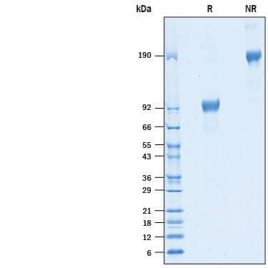 2 μg/lane of Recombinant Cynomolgus Monkey/Rhesus Macaque IL-6R alpha Fc Chimera (Catalog # 10408-SR) was resolved with SDS-PAGE under reducing (R) and non-reducing (NR) conditions and visualized by Coomassie® Blue staining, showing bands at 89-101 kDa and 170-190 kDa, respectively.