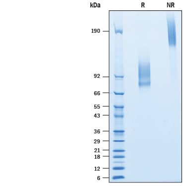 SDS-Page IL-7R alpha/CD127 [Biotin]