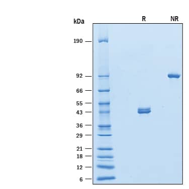 2 μg/lane of Recombinant Human ILDR1 Fc Chimera (Catalog # 10152-D1) was resolved with SDS-PAGE under reducing (R) and non-reducing (NR) conditions and visualized by Coomassie® Blue staining, showing bands at 40-49 kDa and 80-100 kDa, respectively.