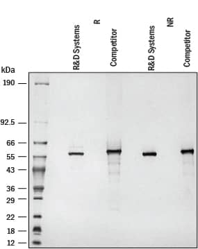 SDS-Page IMP Dehydrogenase 2/IMPDH2 [Unconjugated]