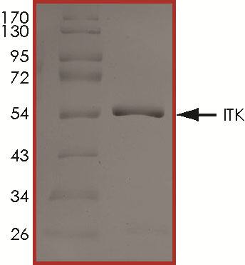 The approximate molecular weight is 53 kDa and the purity is > 90%.
