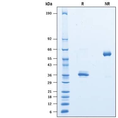 SDS-Page IgG1 [Biotin]