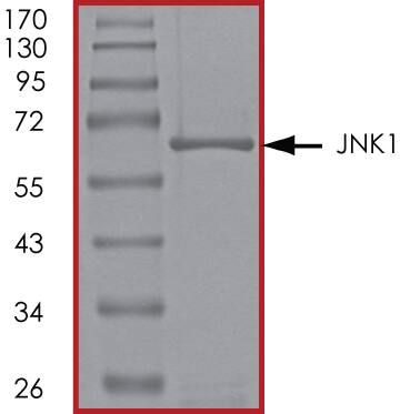 SDS-Page JNK1 [Unconjugated]