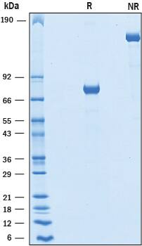 2 μg/lane of Recombinant Human Jagged 1 N-Terminal Fc Chimera was resolved with SDS-PAGE under reducing (R) and non-reducing (NR) conditions and visualized by Coomassie® Blue staining, showing bands at 72-80 kDa and 140-160 kDa, respectively.