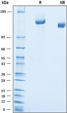 2 μg/lane of Recombinant Rat Jagged 1 was resolved with SDS-PAGE under reducing (R) and non-reducing (NR) conditions and visualized by Coomassie® blue staining, showing bands at 134-160 kDa.