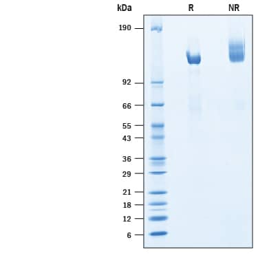 2 μg/lane of Recombinant Cynomolgus Monkey Klotho beta His-tag (Catalog # 10428-KB) was resolved with SDS-PAGE under reducing (R) and non-reducing (NR) conditions and visualized by Coomassie® Blue staining, showing bands at 110-130 kDa.