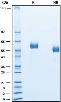 SDS-Page LAG-3 [Unconjugated]
