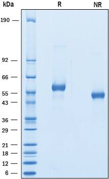 SDS-Page LAG-3 [Unconjugated]