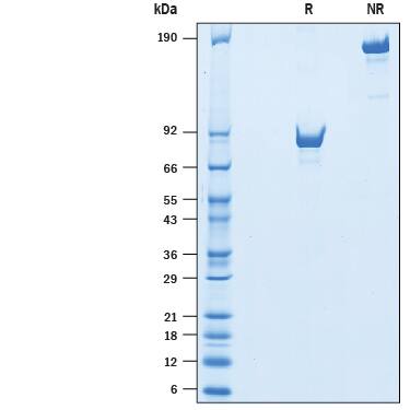 2 μg/lane of Biotinylated Recombinant Human LAG-3 Fc Chimera Avi-tag (Catalog # AVI2319) was resolved with SDS-PAGE under reducing (R) and non-reducing (NR) conditions and visualized by Coomassie® Blue staining, showing bands at 81-92 kDa and 160-180 kDa, respectively.