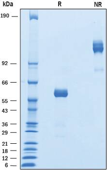 2 μg/lane of Recombinant Mouse LAIR1 Fc Chimera was resolved with SDS-PAGE under reducing (R) and non-reducing (NR) conditions and visualized by Coomassie® Blue staining, showing bands at 55-62 kDa and 100-120 kDa, respectively.