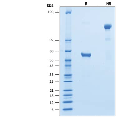 2 μg/lane of Recombinant Cynomolgus LAIR1 Fc Chimera was resolved with SDS-PAGE under reducing (R) and non-reducing (NR) conditions and visualized by Coomassie® Blue staining, showing bands at 58-64 kDa and 110-130 kDa, respectively.