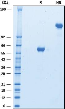 2 μg/lane of Recombinant Human LAIR1 was resolved with SDS-PAGE under reducing (R) and non-reducing (NR) conditions and visualized by Coomassie® blue staining, showing bands at 55-65 kDa and 110-130 kDa, respectively.