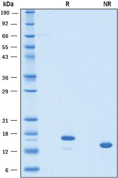 SDS-Page LECT2 [Unconjugated]