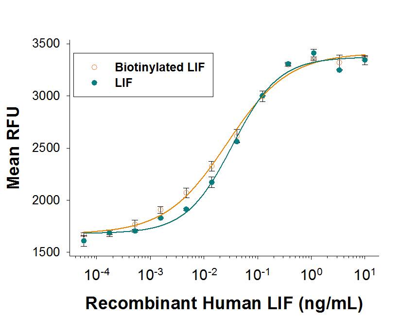 Both Recombinant Biotinylated Human LIF (Catalog # BT7734/CF) and unlabeled Recombinant Human LIF (Catalog # 7734-LF) induce TF-1 human erythroleukemic cell proliferation. The ED50 for this effect is 0.02-0.12 ng/mL. The similarity in activity highlights that the biotinylated protein is fully functional.