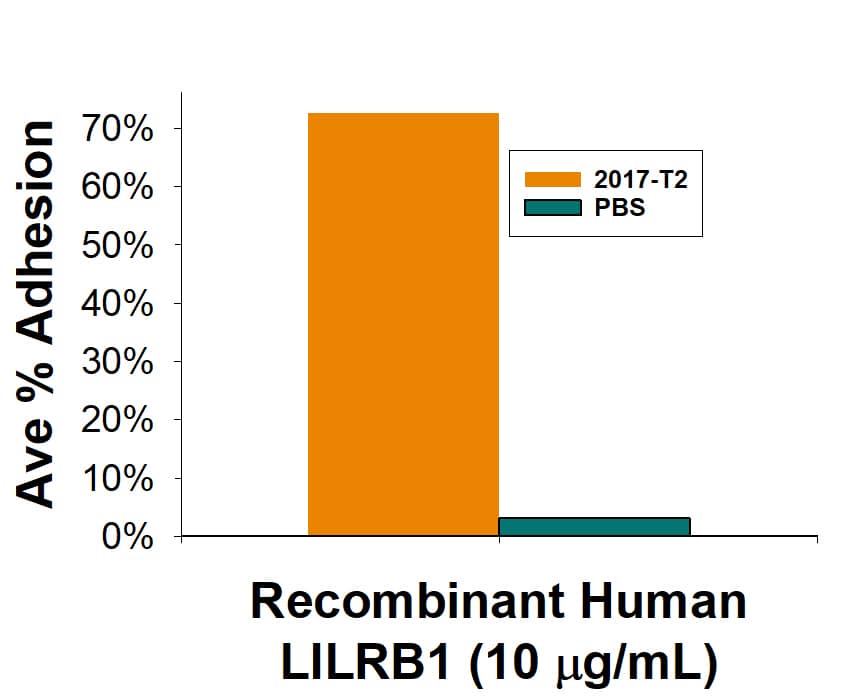 Binding Activity ILT2/CD85j/LILRB1 [Unconjugated]