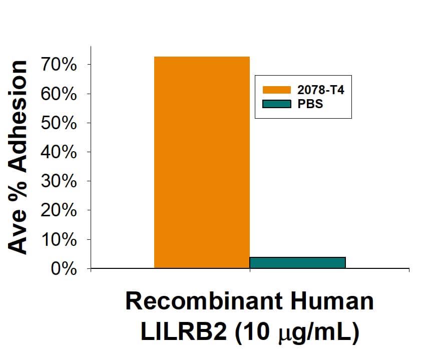 Binding Activity ILT4/CD85d/LILRB2 [Unconjugated]