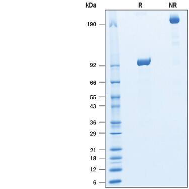 2 μg/lane of Recombinant Human LILRB5/CD85c/LIR-8 Fc Chimera (Catalog # 10410-T4) was resolved with SDS-PAGE under reducing (R) and non-reducing (NR) conditions and visualized by Coomassie® Blue staining, showing bands at 85-105 kDa and 170-210 kDa, respectively.