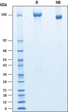 2 μg/lane of Recombinant Mouse LRP-4 His-tag was resolved with SDS-PAGE under reducing (R) and non-reducing (NR) conditions and visualized by Coomassie® Blue staining, showing bands at 180-235 kDa.