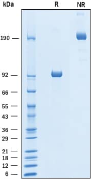 2 μg/lane of Recombinant Human LRRTM2 was resolved with SDS-PAGE under reducing (R) and non-reducing (NR) conditions and visualized by Coomassie® Blue staining, showing bands at 83-100 kDa and 160-200 kDa, respectively.