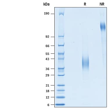 SDS-Page LSECtin/CLEC4G [Unconjugated]