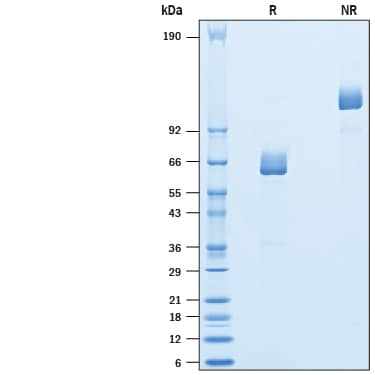 2 μg/lane of Recombinant Human Langerin/CD207 Fc Chimera (Catalog # 10401-LN) was resolved with SDS-PAGE under reducing (R) and non-reducing (NR) conditions and visualized by Coomassie® Blue staining, showing bands at 58-71 kDa and 116-142 kDa, respectively.