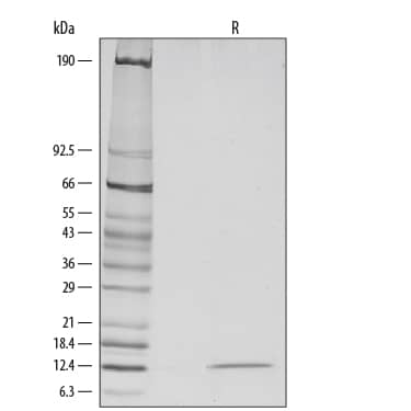 1 μg/lane of Recombinant Human Leptin/OB was resolved with SDS-PAGE under reducing (R) conditions and visualized by silver staining, showing a single band at 13 kDa.