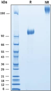 SDS-Page Lgr4/GPR48 [Unconjugated]