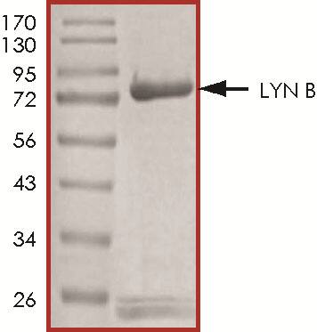 The approximate molecular weight is 85 kDa and the average purity is 90%.