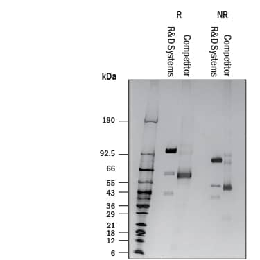 1 μg/lane of Recombinant Mouse Lysyl Oxidase Homolog 2 (Catalog # 9259-AO) and 1 μg/lane of competitor Lysyl Oxidase Homolog 2 was resolved with 4-20% SDS-PAGE under reducing (R) and non-reducing (NR) conditions and visualized by silver staining. The competitor product is predominantly truncated/degraded material.