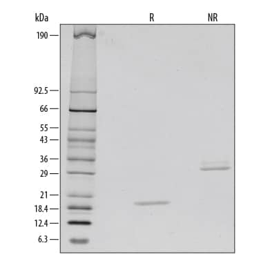 1 μg/lane of Recombinant Human M-CSF was resolved with SDS-PAGE under reducing (R) and non-reducing (NR) conditions and visualized by silver staining, showing bands at 19 kDa and 35 kDa, respectively.