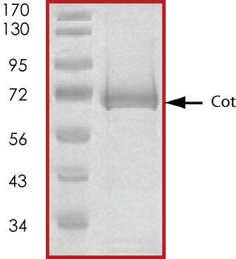 The approximate molecular weight is 70 kDa and the purity is > 75%.