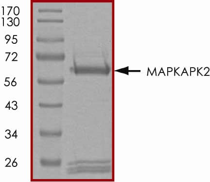 The approximate molecular weight is 68 kDa and the purity is > 90%.