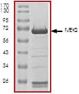 The approximate molecular weight is 71 kDa and the purity is > 80%.