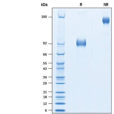 SDS-Page MICA [Biotin]