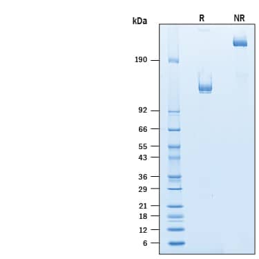 Binding Activity NCAM-1/CD56 [Unconjugated]